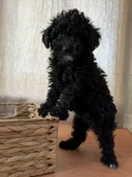 Black boy, a male Poodle - Toy  for sale in Moody, TX – 3 of 4