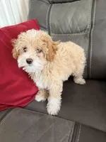 Little boy, a male Poodle - Toy  for sale in Moody, TX – Photo 3 of 4