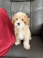 Little boy, a male Poodle - Toy  for sale in Moody, TX – Photo 2 of 4