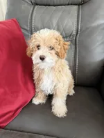 Little boy, a male Poodle - Toy  for sale in Moody, TX – Photo 4 of 4