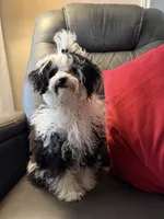 Little girl , a female Poodle - Toy  for sale in Moody, TX – 1 of 4