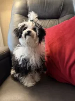 Black & White girl, a female Poodle - Toy  for sale in Moody, TX – 1 of 5