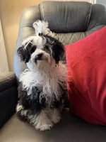 Black & White girl, a female Poodle - Toy  for sale in Moody, TX – 2 of 5