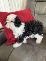 Black & White girl, a female Poodle - Toy  for sale in Moody, TX – Photo 4 of 4