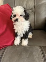 Black & White girl, a female Poodle - Toy  for sale in Moody, TX – Photo 3 of 4