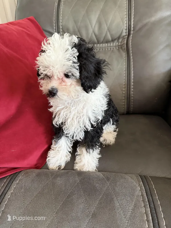 Black & White girl – Poodle - Toy  puppy for sale in Moody, TX