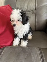 Black & White girl, a female Poodle - Toy  for sale in Moody, TX – Photo 2 of 4