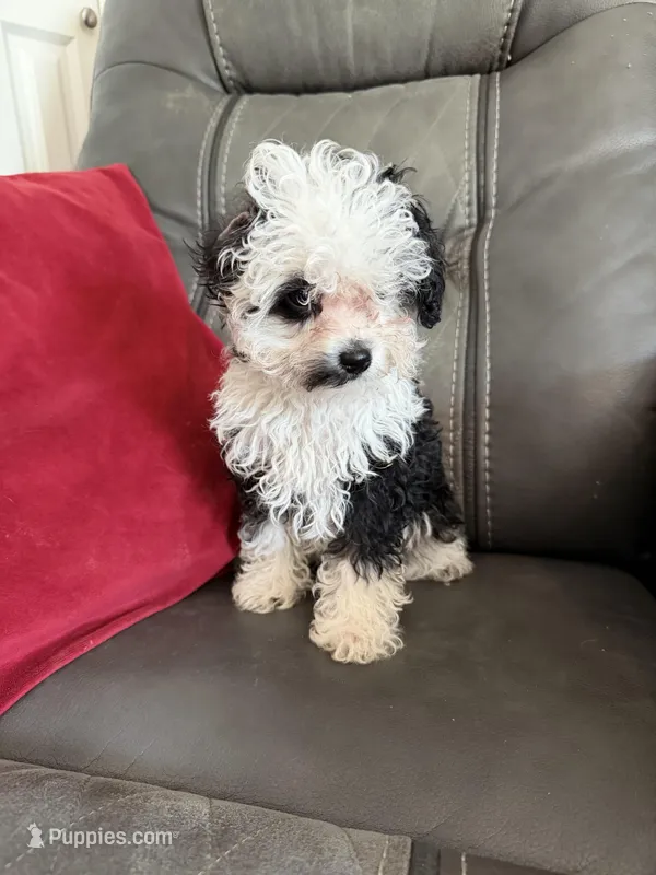 Black & White girl – Poodle - Toy  puppy for sale in Moody, TX