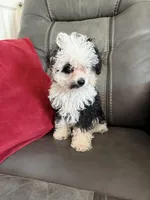 Black & White girl, a female Poodle - Toy  for sale in Moody, TX – Photo 1 of 4