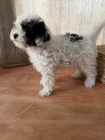 White and black girl, a female Poodle - Toy  for sale in Moody, TX – 2 of 3