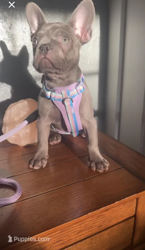 Galaxy  – French Bulldog puppy for sale in Rockford, IL