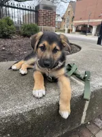 Teddy, a male German Shepherd Dog for sale in Champaign, IL – Photo 4 of 4
