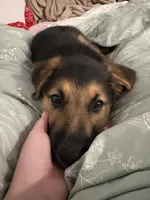 Teddy, a male German Shepherd Dog for sale in Champaign, IL – Photo 2 of 4