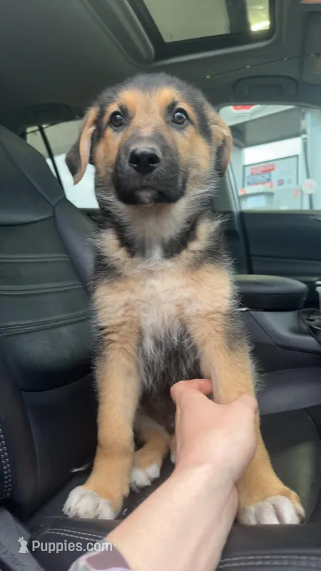 Teddy – German Shepherd Dog puppy for sale in Champaign, IL