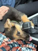 Teddy, a male German Shepherd Dog for sale in Champaign, IL – Photo 3 of 4