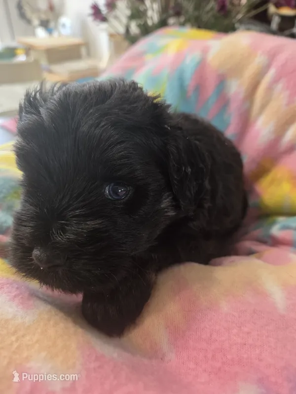 Cole – Miniature Schnauzer puppy for sale in Garden City, GA