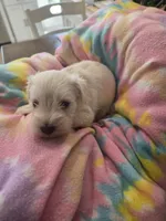 Snow, a male Miniature Schnauzer for sale in Garden City, GA – 2 of 3