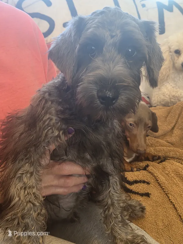Joseph  – Schnoodle puppy for sale in Claxton, GA