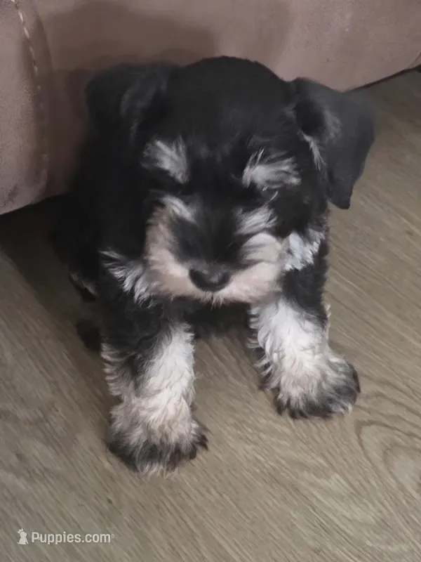 Samuel – Miniature Schnauzer puppy for sale in Garden City, GA