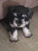 Samuel, a male Miniature Schnauzer for sale in Claxton, GA – 1 of 8