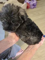 Joseph , a male Schnoodle for sale in Claxton, GA – 5 of 5