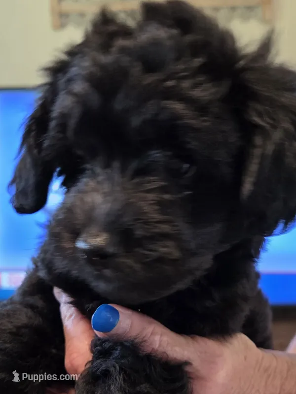 Jude – Schnoodle puppy for sale in Garden City, GA