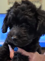 Jude, a male Schnoodle for sale in Claxton, GA – 1 of 5