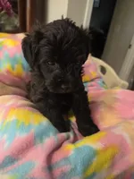 Jackson , a male Schnoodle for sale in Garden City, GA – 2 of 3