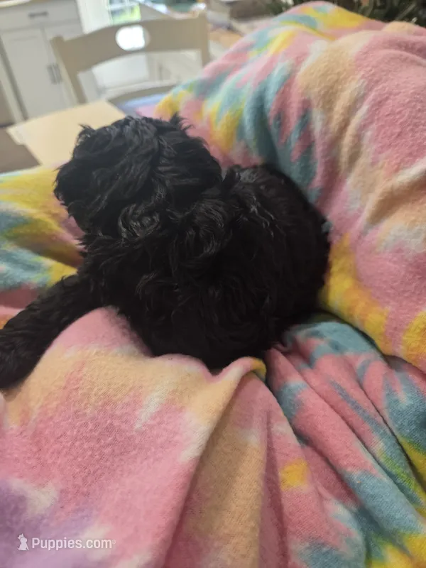Miriam – Schnoodle puppy for sale in Garden City, GA