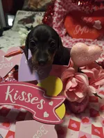 Violet, a female Miniature Dachshund for sale in Garden City, GA – Photo 1 of 3