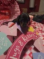 Violet, a female Miniature Dachshund for sale in Garden City, GA – Photo 2 of 3