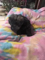 Joseph , a male Schnoodle for sale in Garden City, GA – 3 of 3