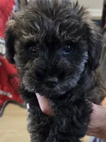 Joseph , a male Schnoodle for sale in Claxton, GA – 1 of 5