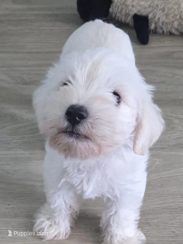 Snow – Miniature Schnauzer puppy for sale in Garden City, GA