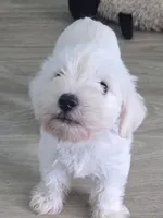 Snow, a male Miniature Schnauzer for sale in Claxton, GA – 1 of 5
