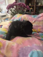 Jude, a male Schnoodle for sale in Garden City, GA – 2 of 3