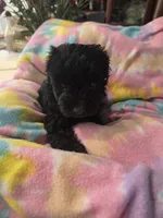 Miriam, a female Schnoodle for sale in Garden City, GA – 2 of 3