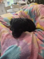 Juliette , a female Schnoodle for sale in Garden City, GA – 3 of 3