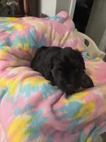Cole, a male Miniature Schnauzer for sale in Garden City, GA – 2 of 3