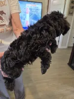 Jackson , a male Schnoodle for sale in Claxton, GA – 5 of 5