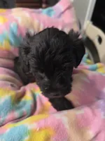 Jackson , a male Schnoodle for sale in Garden City, GA – 3 of 3