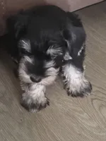 Samuel, a male Miniature Schnauzer for sale in Claxton, GA – 8 of 8