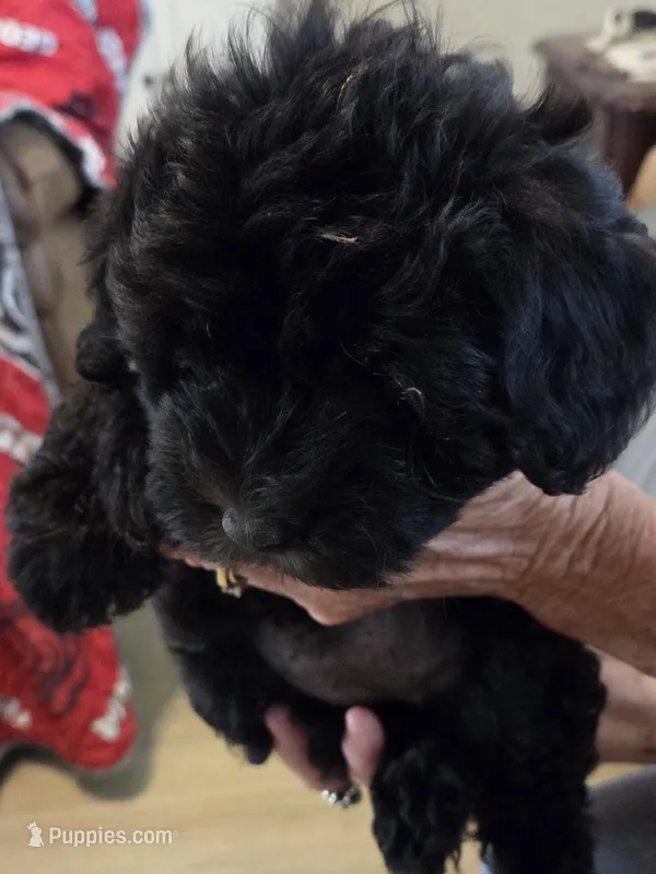 Miriam – Schnoodle puppy for sale in Garden City, GA