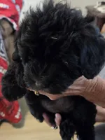 Miriam, a female Schnoodle for sale in Claxton, GA – 1 of 5