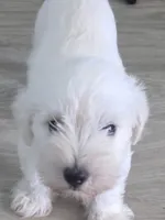 Snow, a male Miniature Schnauzer for sale in Claxton, GA – 2 of 5