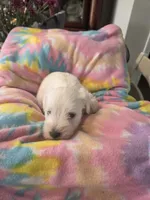 Snow, a male Miniature Schnauzer for sale in Garden City, GA – 3 of 3
