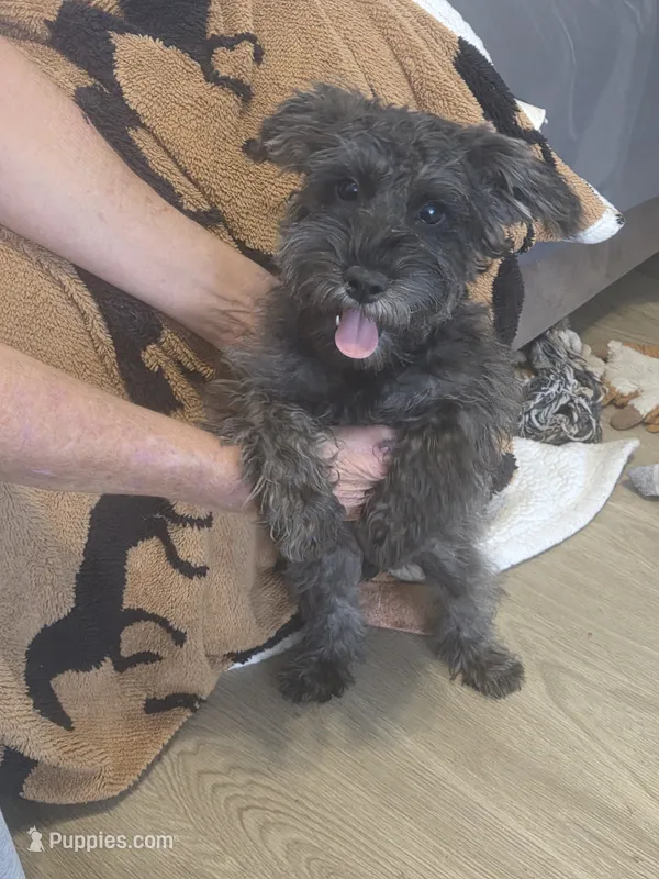 Jackson  – Schnoodle puppy for sale in Claxton, GA