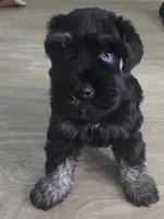 Cole, a male Miniature Schnauzer for sale in Claxton, GA – 1 of 5