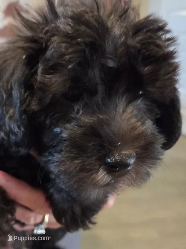 Jackson  – Schnoodle puppy for sale in Garden City, GA