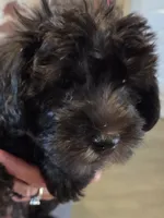 Jackson , a male Schnoodle for sale in Claxton, GA – 1 of 5